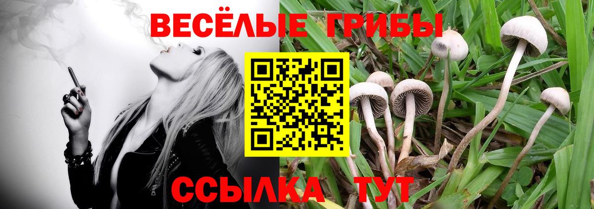 Мценск  Галлюциногенные грибы GOLDEN TEACHER  Вход с VPN 